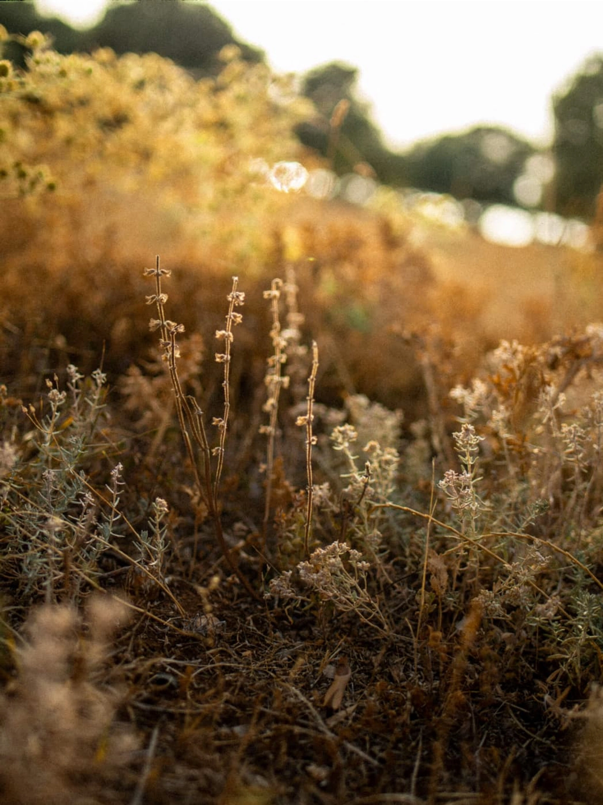 detail of plants covered in golden light