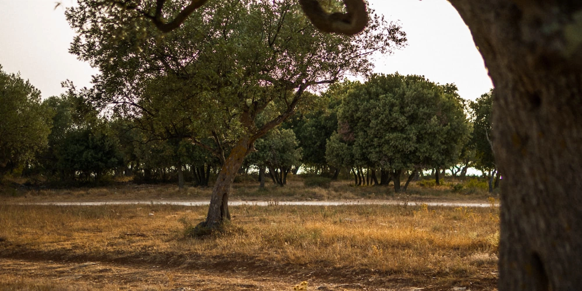 ancient olive trees during the golden hour