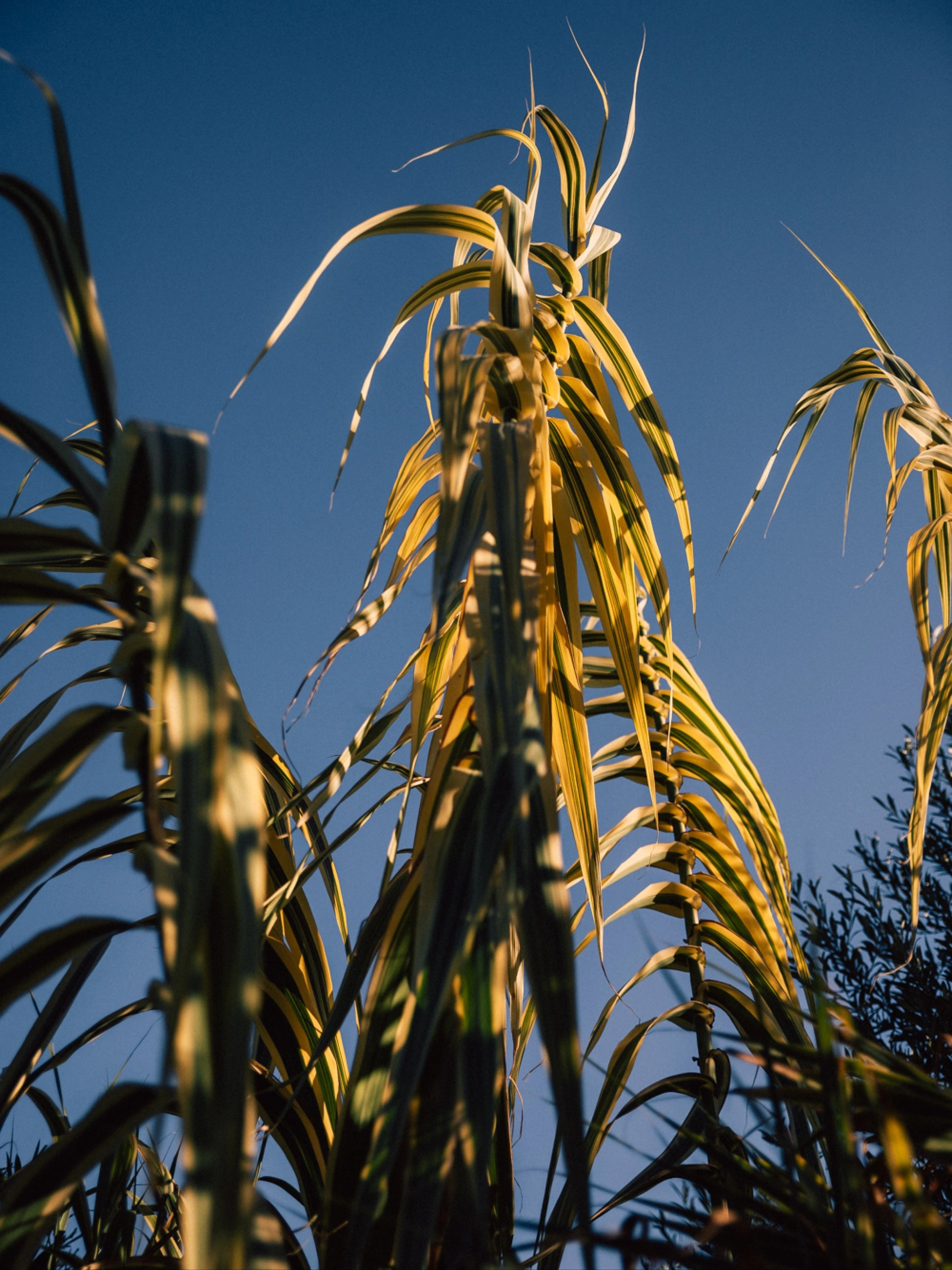 palms in front of blue background during the golden hour