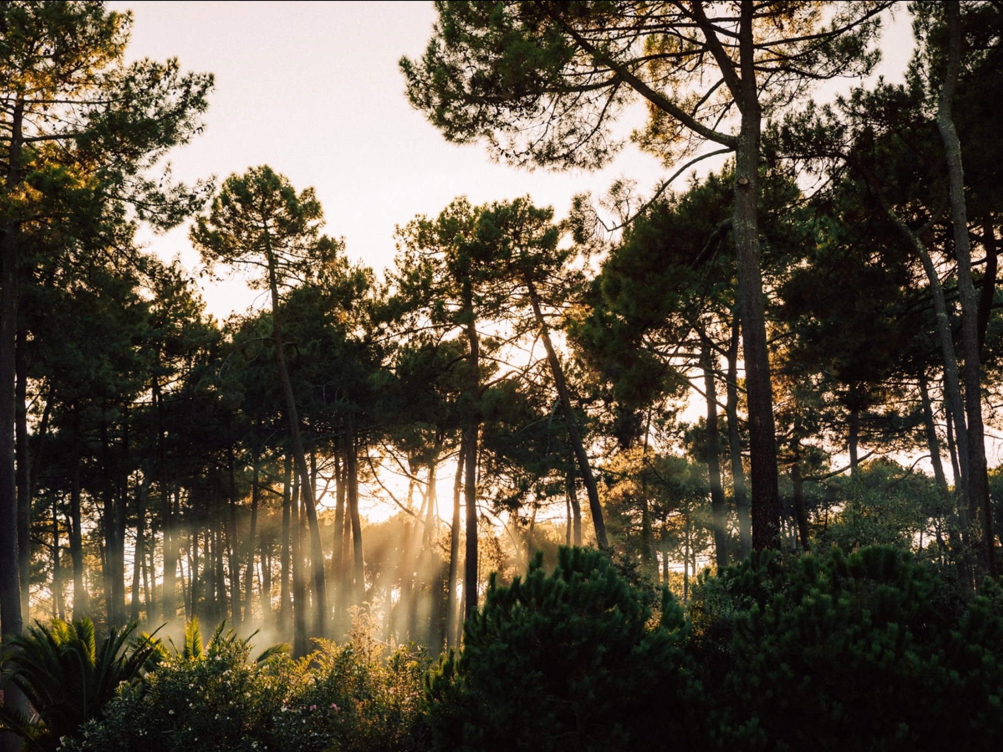 forest of pines and bushes with the sun shining through the branches