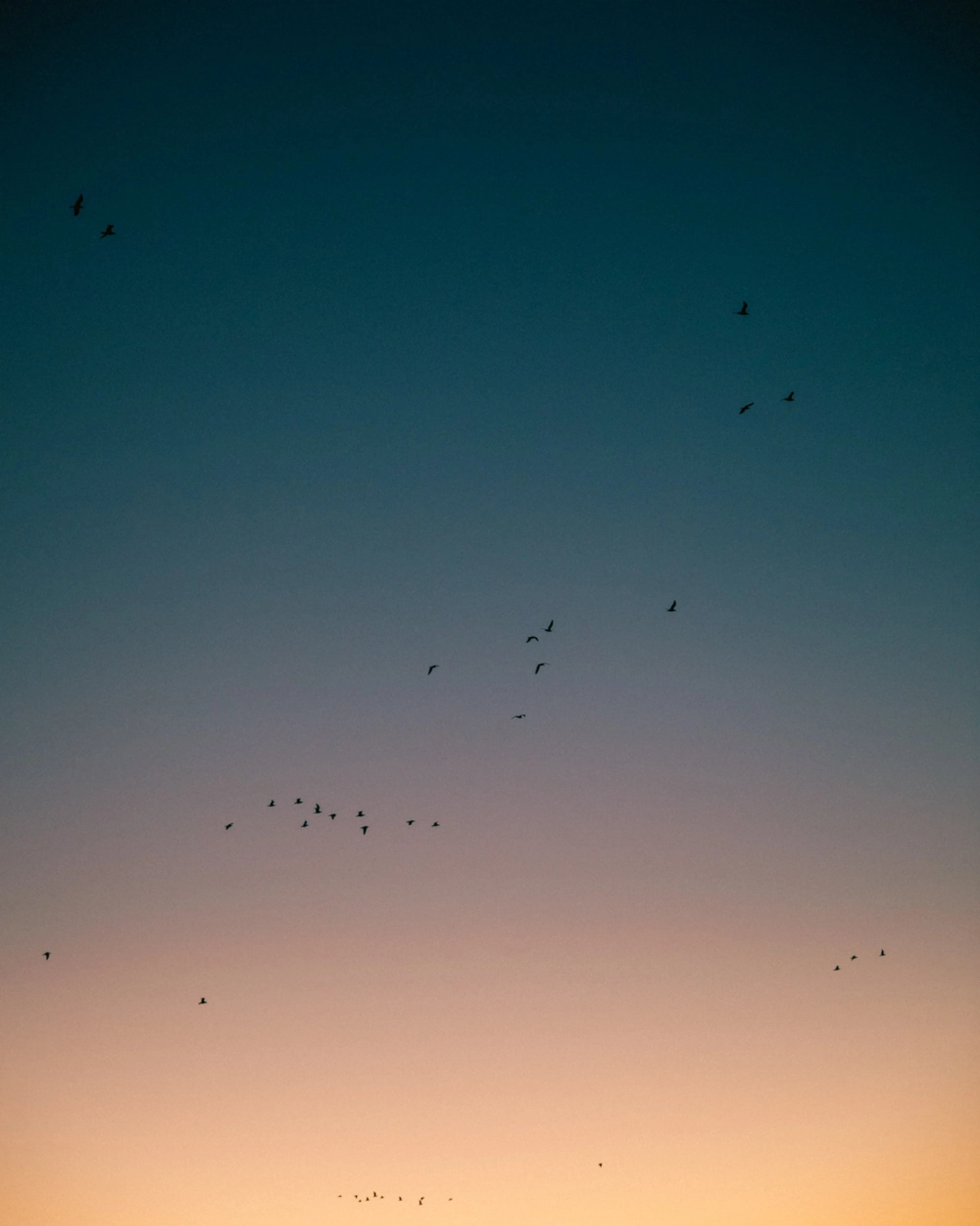birds flying in the evening sky